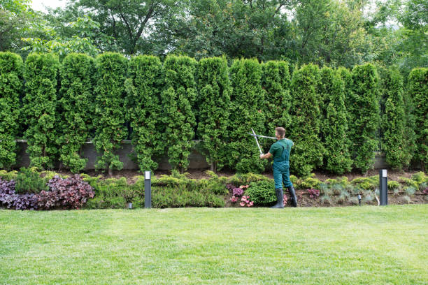 Best Lawn Watering Services  in Wilson, PA