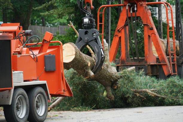 Trusted Wilson, PA  Tree Services Experts