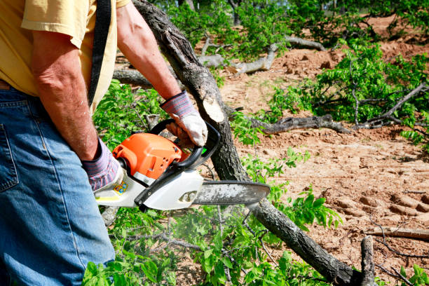 Best Tree Cabling and Bracing  in Wilson, PA